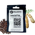 Tamarind Tree Seeds (Tamarinds indica) - Pack of 12
