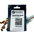 Colorado Blue Spruce Tree Seeds (Picea pungens) - Pack of 15