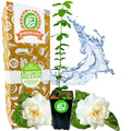 Grand Duke of Tuscany (Arabian Jasmine) - Jasminum sambac