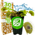 Mammoth Venus Fly Trap - Dionaea muscipula