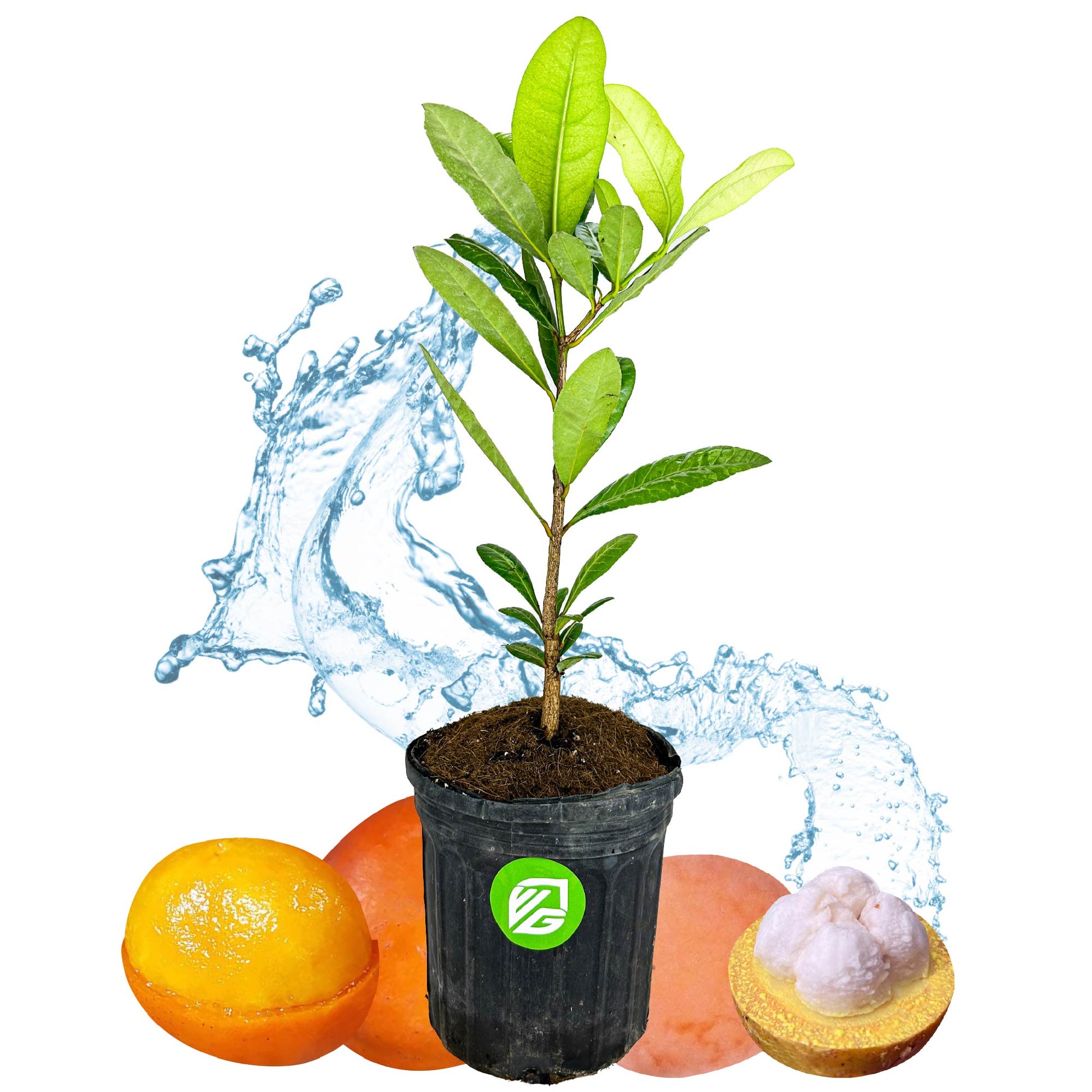African Imbe Mangosteen - Garcinia livingstonei (1-gallon pot)
