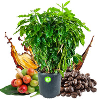 Coffee Plant (4-Gallon Pot) - Coffea arabica