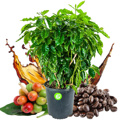 Coffee Plant (4-Gallon Pot) - Coffea arabica