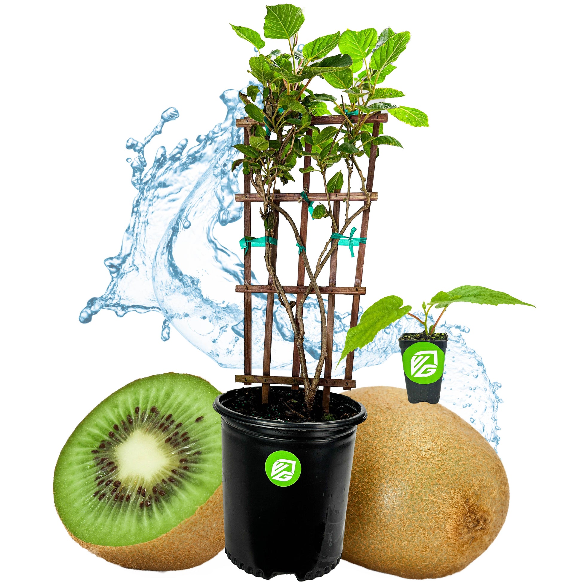 Vincent Female Kiwi Vine (4-gallon) Actinidia chinensis