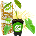 A potted Maui Sunrise™ Elephant Ear Royal Hawaiian by Wellspring Gardens with large leaves sits beside a box labeled 30 Day Guarantee, Easy to Grow, Non GMO. A stylized sun shines behind—perfect for container growing.