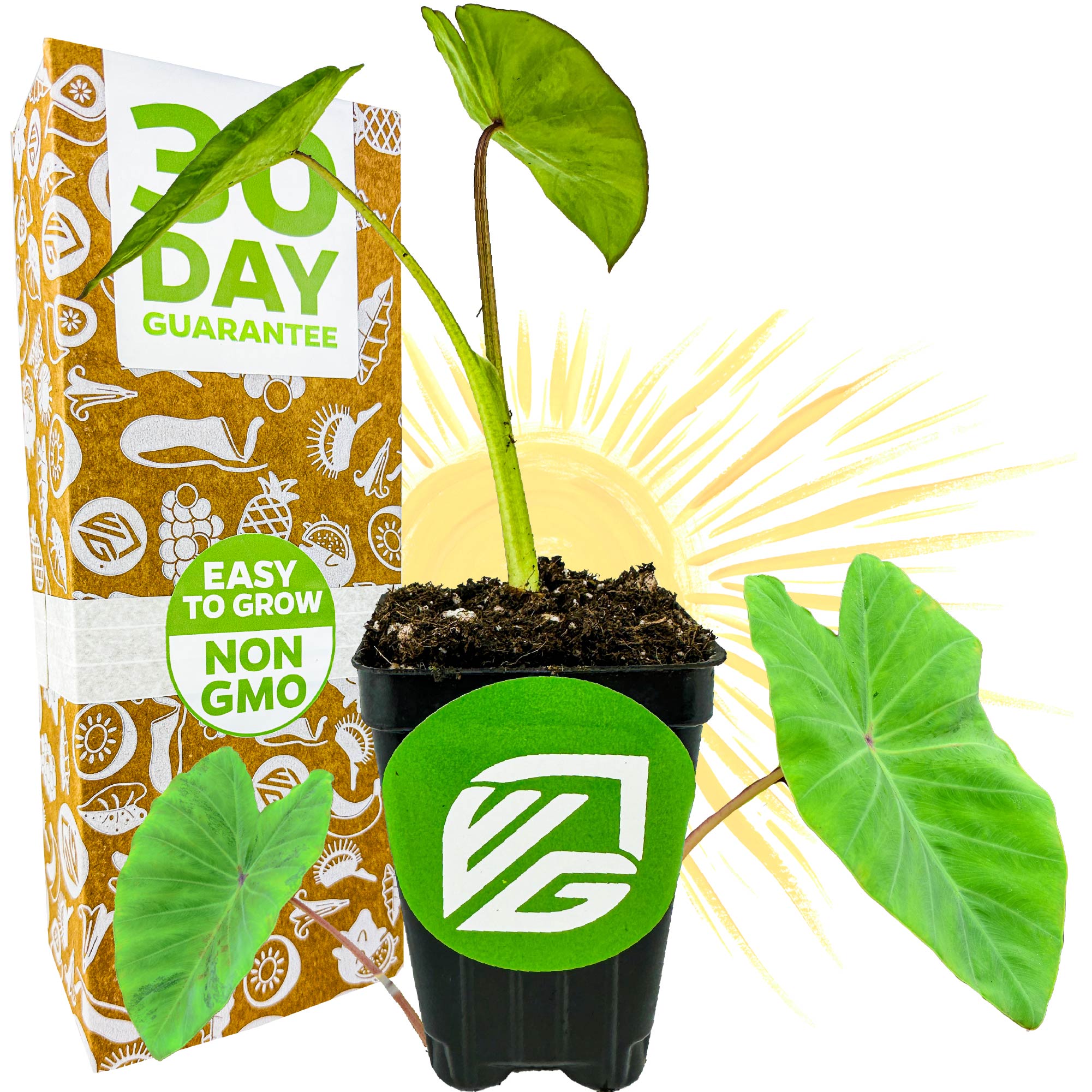 A potted Maui Sunrise™ Elephant Ear Royal Hawaiian by Wellspring Gardens with large leaves sits beside a box labeled 30 Day Guarantee, Easy to Grow, Non GMO. A stylized sun shines behind—perfect for container growing.