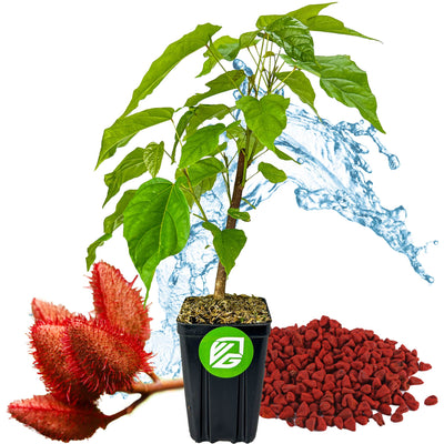 Mexican Lipstick Tree (Annatto/Achiote) - Bixa orellana (3/4-quart pot)