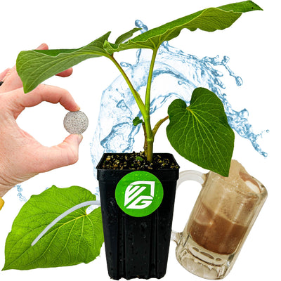 Mexican Pepperleaf + 2 Transplant Shock Tablets (Hoja Santa Root Beer Leaf Plant) - Piper auritum (Premium Size)