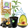 Winter Mexican Avocado - Persea americana