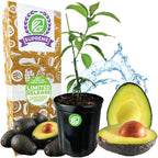 Winter Mexican Avocado - Persea americana