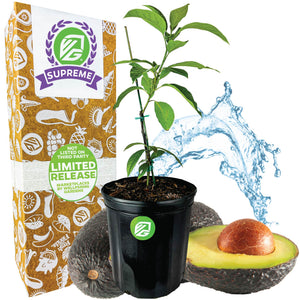 Avocado Winter Mexican - Persea americana