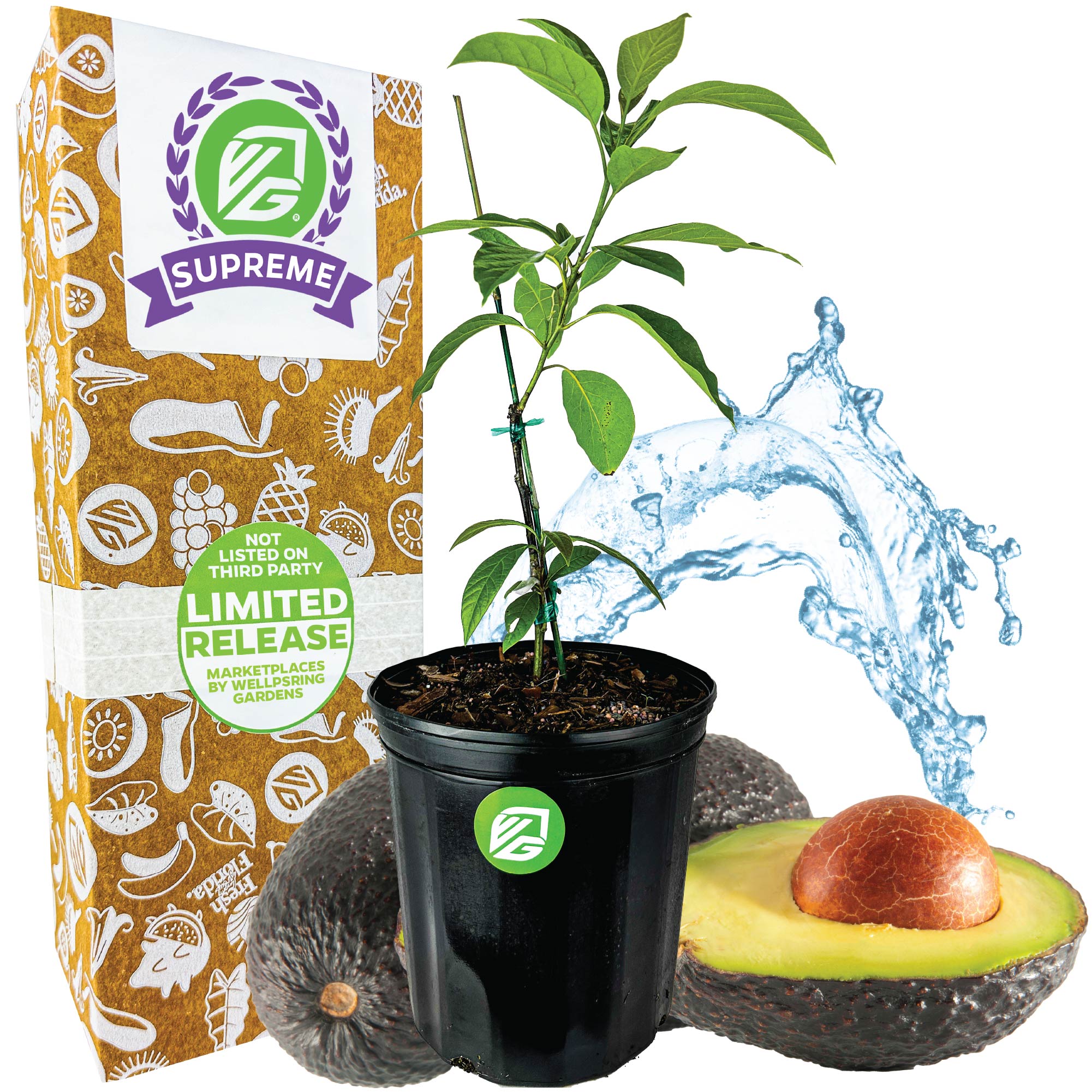 Avocado Winter Mexican - Persea americana
