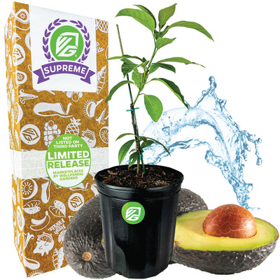 Avocado Winter Mexican - Persea americana