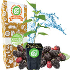 The Mojo Berry PP Mulberry - Morus rotundiloba (Premium Size) from Wellspring Gardens features green leaves and ripe mulberries, displayed with water splashes and a Premium Limited Release box adorned with white fruit and veggie designs.