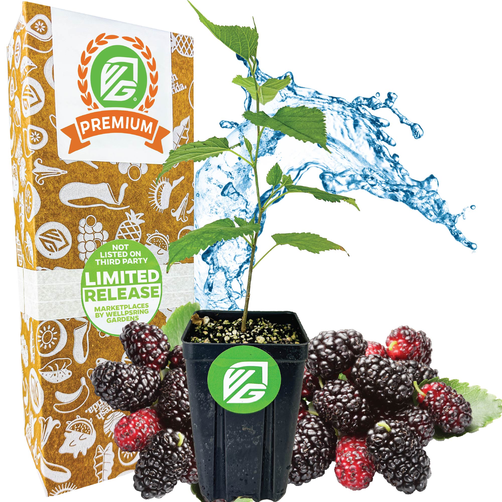 Mojo Berry PP Mulberry - Morus rotundiloba (Premium Size)
