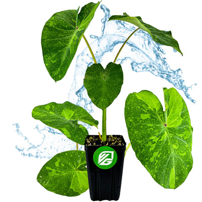 Morning Dew Elephant Ear - Colocasia esculenta