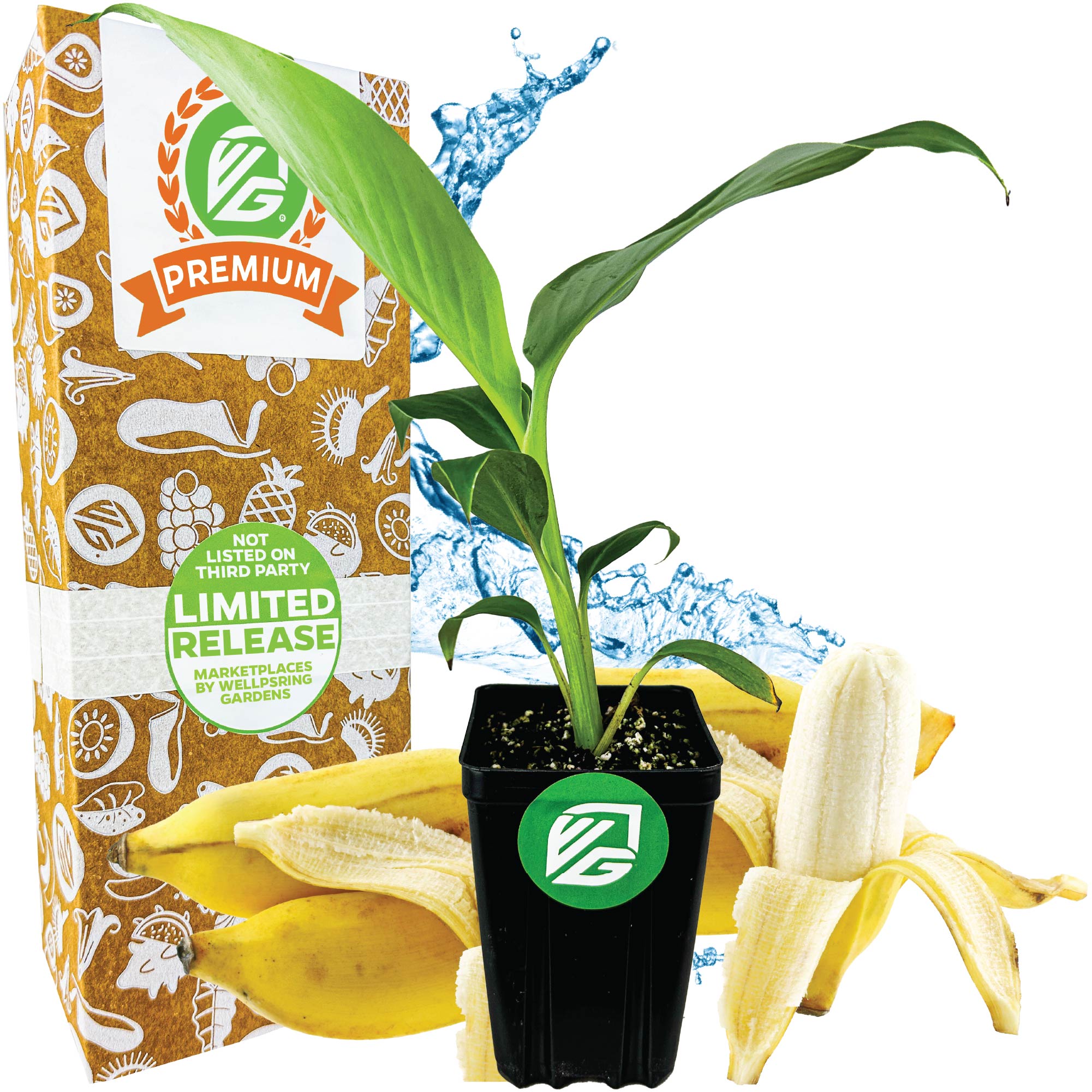 Dwarf Namwa Banana (Pisang Awak) - Musa – Wellspring Gardens
