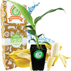 A Wellspring Gardens Dwarf Namwa Banana (Thai Pisang Awak) - Musa plant stands before peeled bananas and water, beside a decorative Premium Limited Release box; both the plant and box display a green Wellspring Gardens logo.
