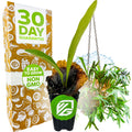 A potted Wellspring Gardens Staghorn Fern Netherlands Elkhorn (Platycerium bifurcatum) with a green logo sticker stands by its box labeled "30 Day Guarantee" and "Easy to Grow Non GMO." At right, a hanging version is shown in a basket.