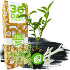 A small potted Night Blooming Jasmine (Cestrum nocturnum) from Wellspring Gardens sits before a box labeled “30 Day Guarantee,” “Easy to Grow,” and “Non GMO,” with white star-shaped flowers and green herbs beside the plant.
