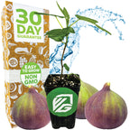 A potted Olympian Fig - Ficus carica by Wellspring Gardens sits before three ripe figs, highlighting its extra-large, sweet fruit. The scene features a “30 Day Guarantee,” “Easy to Grow,” “Non-GMO” box, and a splash of water backdrop.