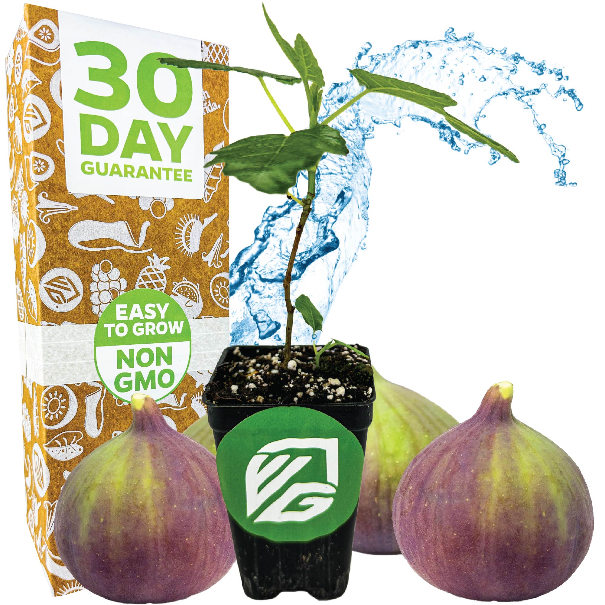 A potted Olympian Fig - Ficus carica by Wellspring Gardens sits before three ripe figs, highlighting its extra-large, sweet fruit. The scene features a “30 Day Guarantee,” “Easy to Grow,” “Non-GMO” box, and a splash of water backdrop.