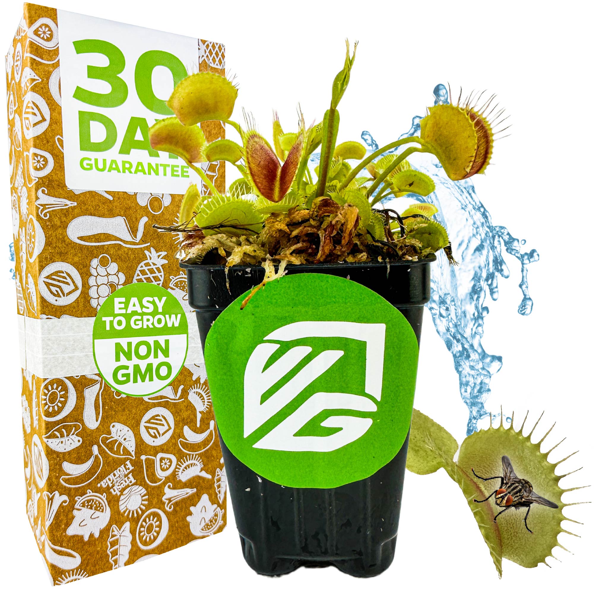プランター Venus Fly Trap Carnivorous Plant - Dionaea muscipula – Wellspring