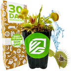 A Wellspring Gardens Venus Fly Trap (Original) Carnivorous Plant - Dionaea muscipula with a green label sits by packaging marked 30 Day Guarantee and Easy to Grow, Non GMO. Water splashes nearby, and an inset shows the plant catching a fly.