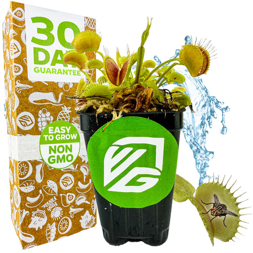 Venus Fly Trap Carnivorous Plant