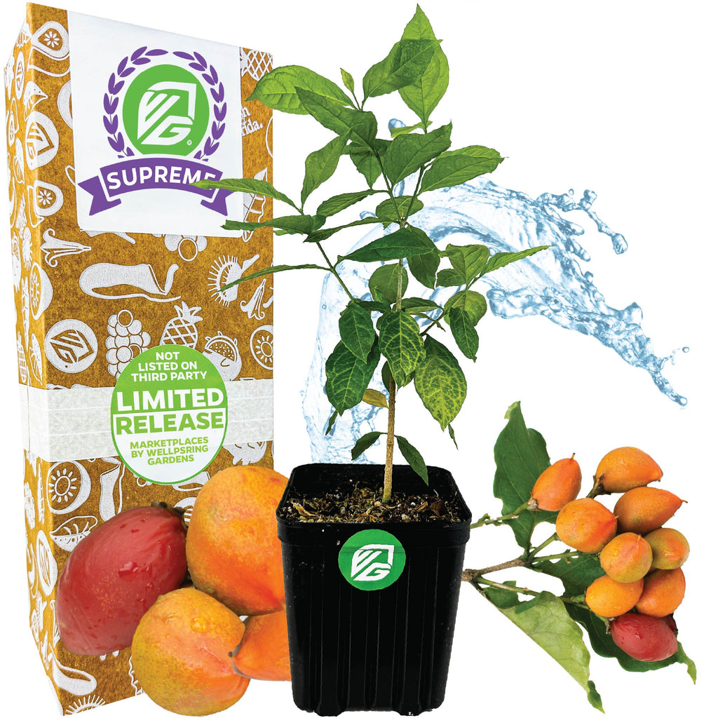 Peanut Butter Fruit Tree in a 3/4 Gallon Pot - Bunchosia argentea (Supreme)