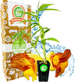 Insulin Plant (Painted Spiral Ginger) - Costus pictus