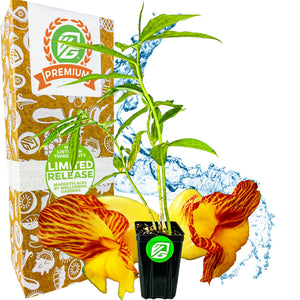 Insulin Plant (Painted Spiral Ginger) - Costus pictus