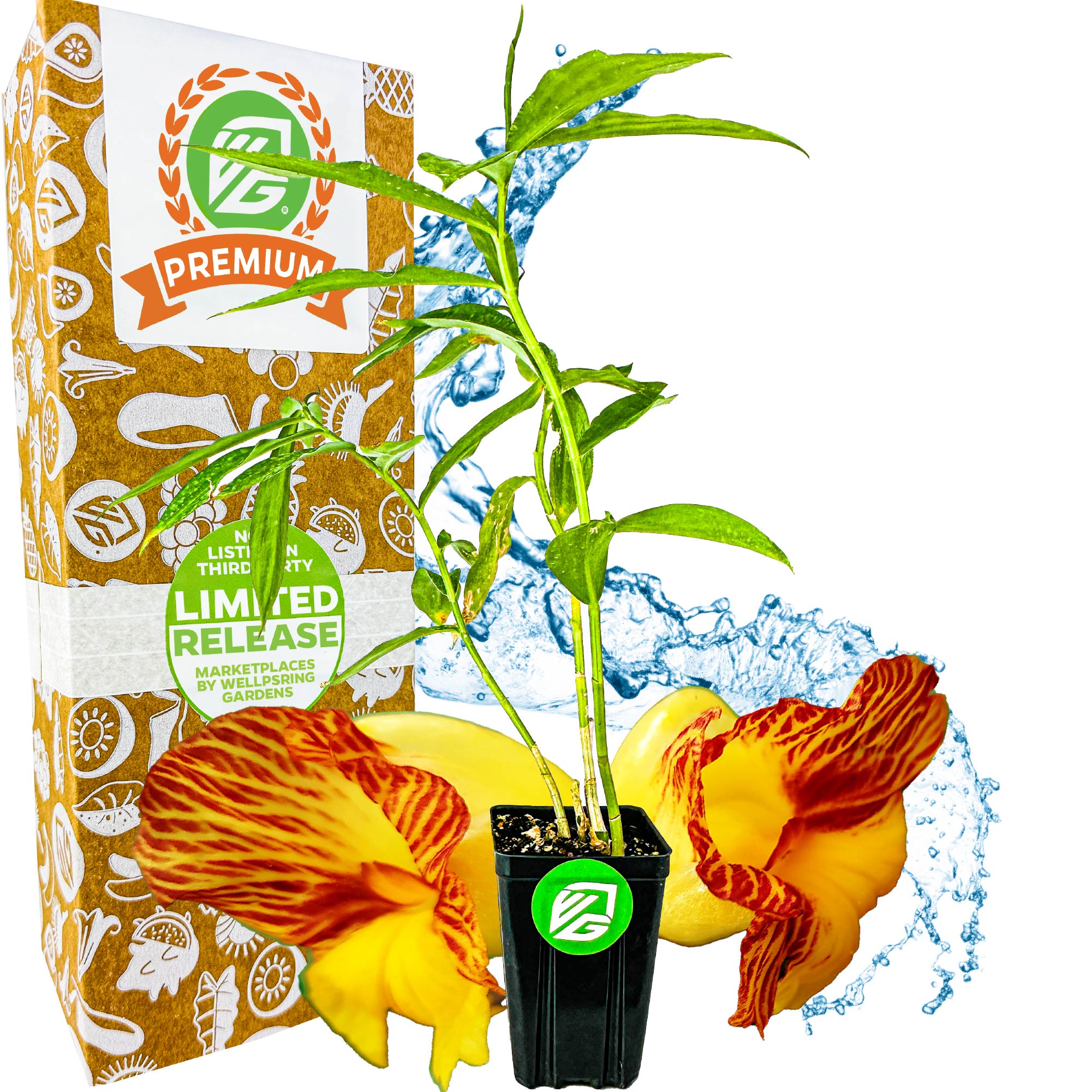 Insulin Plant (Painted Spiral Ginger) - Costus pictus