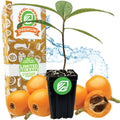 A Wellspring Gardens Loquat Tree (Eriobotrya japonica) stands before its box, surrounded by ripe Japanese plums with one cut open to show the seeds. A water splash in the background highlights this vibrant fruit tree’s freshness.