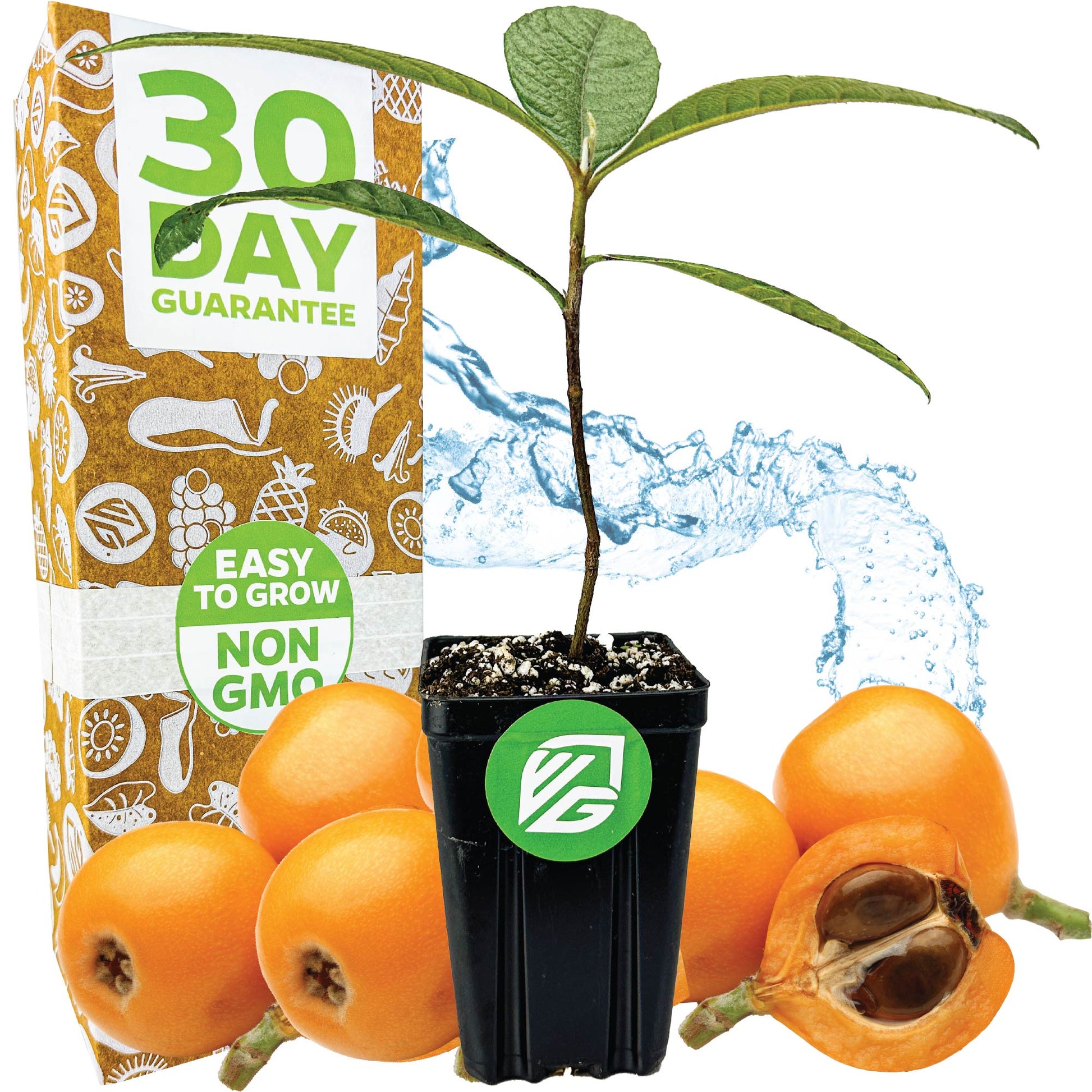 Loquat Tree - Eriobotrya japonica