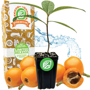 Loquat Tree - Eriobotrya japonica