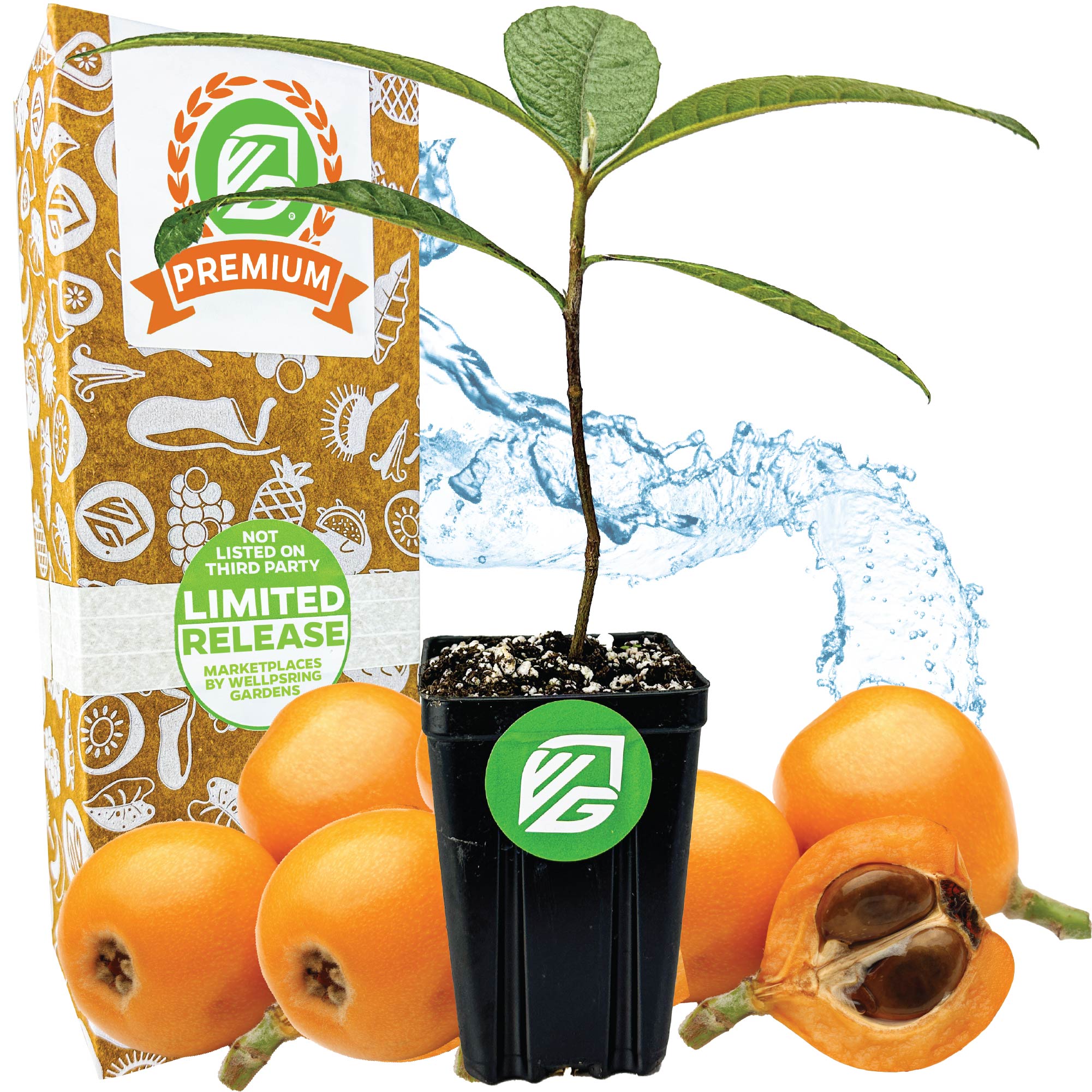 A Wellspring Gardens Loquat Tree (Eriobotrya japonica) stands before its box, surrounded by ripe Japanese plums with one cut open to show the seeds. A water splash in the background highlights this vibrant fruit tree’s freshness.
