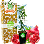 A Parfyanka Pomegranate (Parfianka) seedling by Wellspring Gardens is shown in a black pot with whole and halved fruits, water splash, and a green-and-white box labeled 30 Day Guarantee, Easy to Grow, Non GMO.
