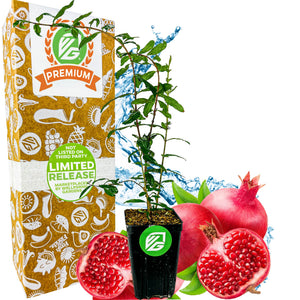 A Parfyanka Pomegranate (Parfianka) seedling by Wellspring Gardens is shown in a black pot with whole and halved fruits, water splash, and a green-and-white box labeled 30 Day Guarantee, Easy to Grow, Non GMO.