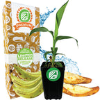 A potted Wellspring Gardens Dwarf Puerto Rican Plantain - Musa is placed in front of a decorated Premium Limited Release box, with slices of green plantain, tostones, and fried plantains nearby against a blue water background.