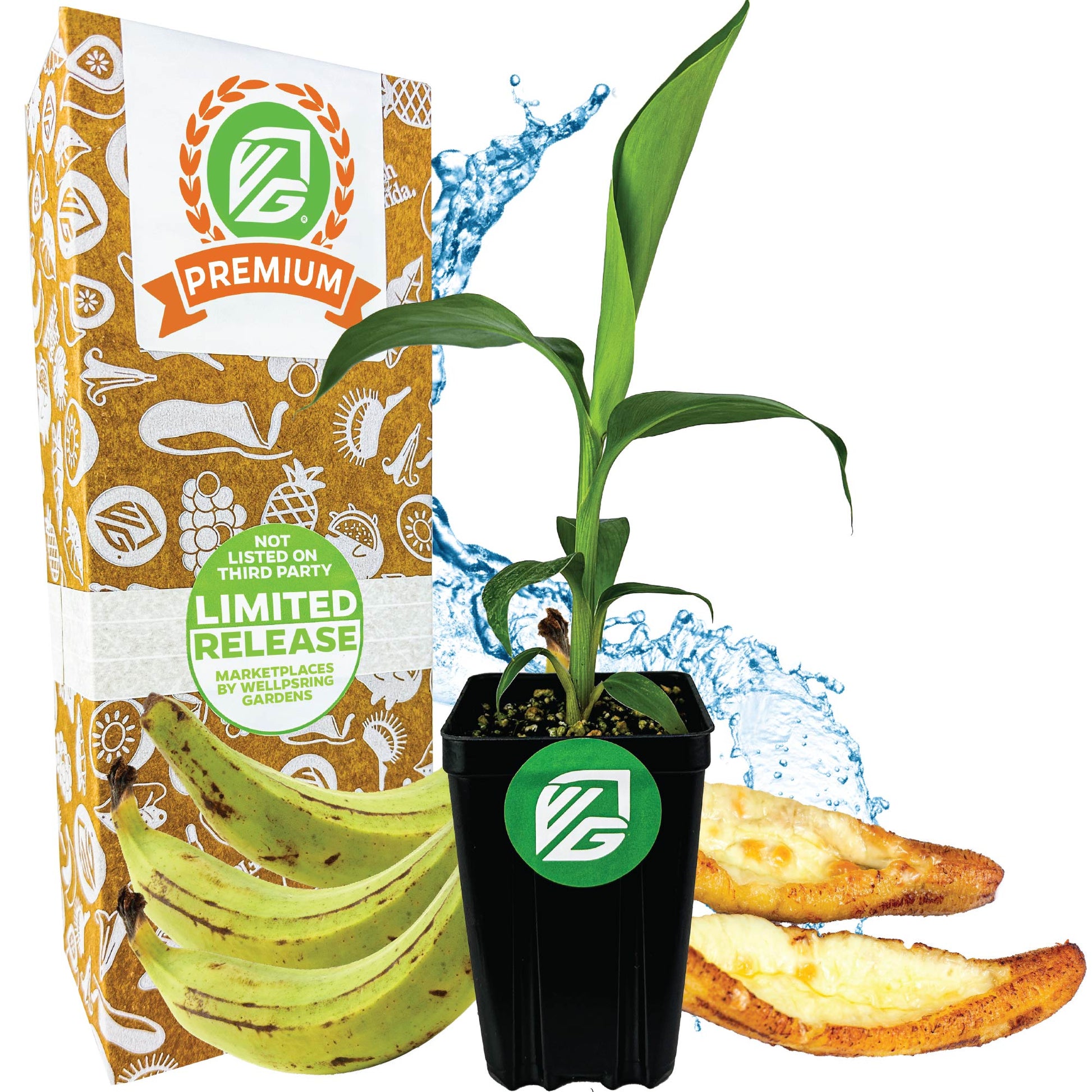 Dwarf Puerto Rican Plantain - Musa