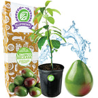 Pancho Avocado - Persea americana