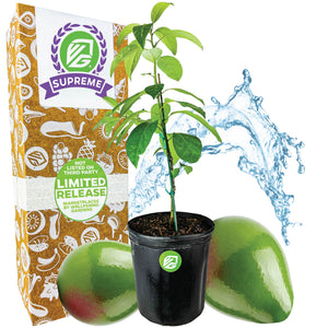 Avocado Pancho - Persea americana