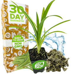 Pandan - Pandanus amaryllifolius