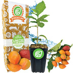 A small potted Peanut Butter Fruit Tree (Bunchosia argentea) with green leaves is surrounded by orange fruits and splashes of water. Nearby is a Wellspring Gardens decorative box labeled Premium Limited Release with fruity illustrations.