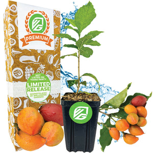 Peanut Butter Fruit Tree - Bunchosia argentea