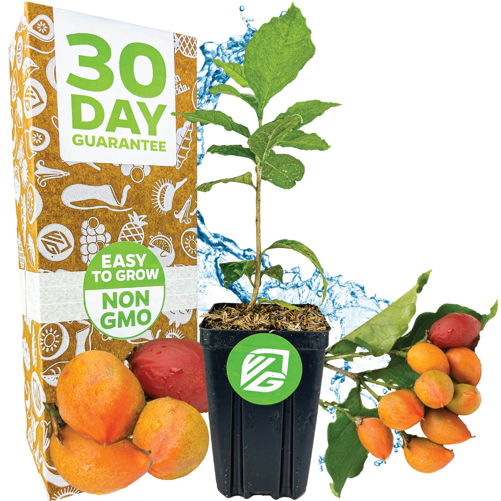 Peanut Butter Fruit Tree - Bunchosia argentea