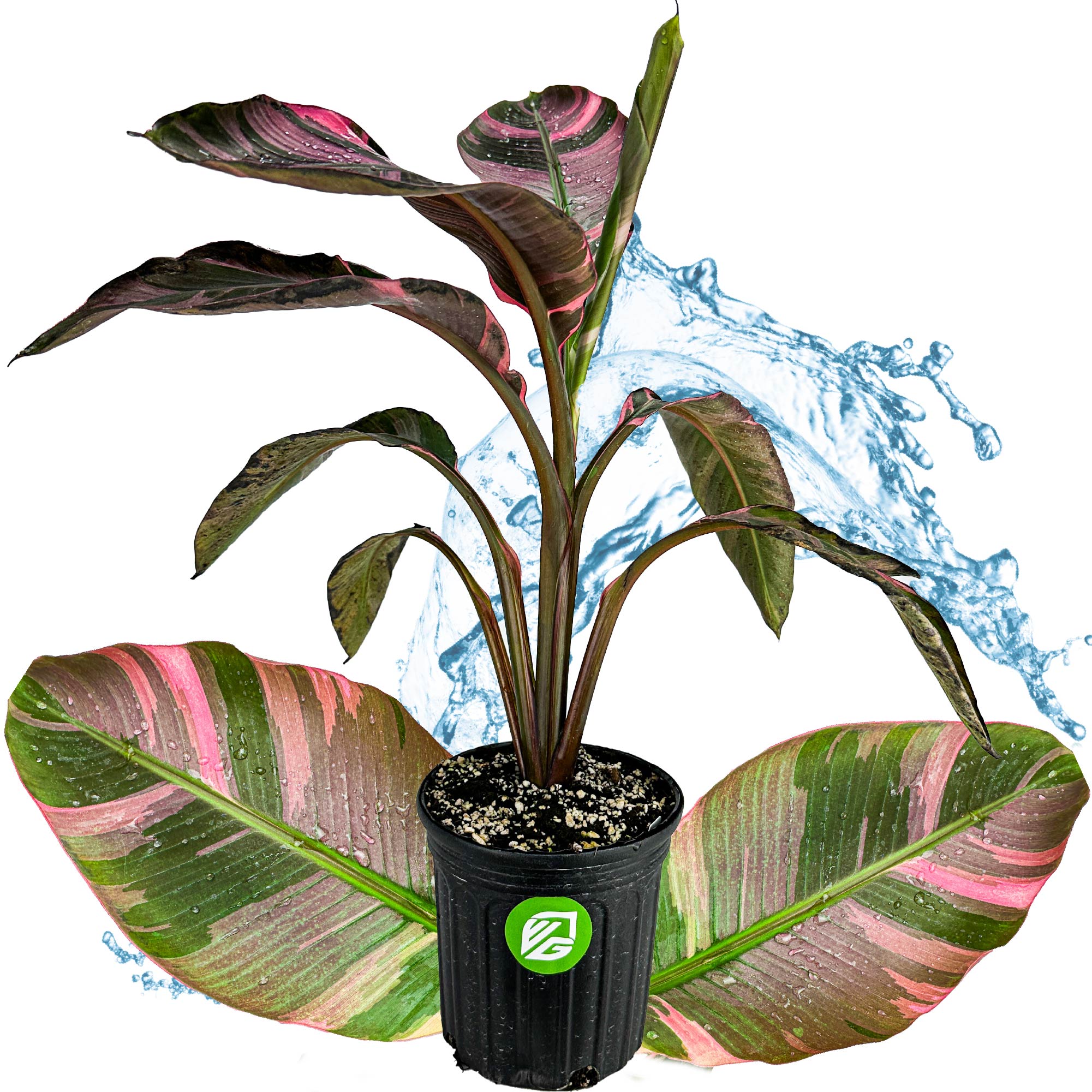 Pink Nono Variegated Banana (Ornamental) - Musa 'Nono' - (1 Gallon