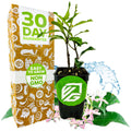 A small potted Wellspring Gardens Pink Showers Star Jasmine (Trachelospermum jasminoides) with green leaves sits by a decorative “30 Day Guarantee” and “Easy to Grow Non GMO” box, surrounded by aromatic pink blooms, petals, and water droplets.