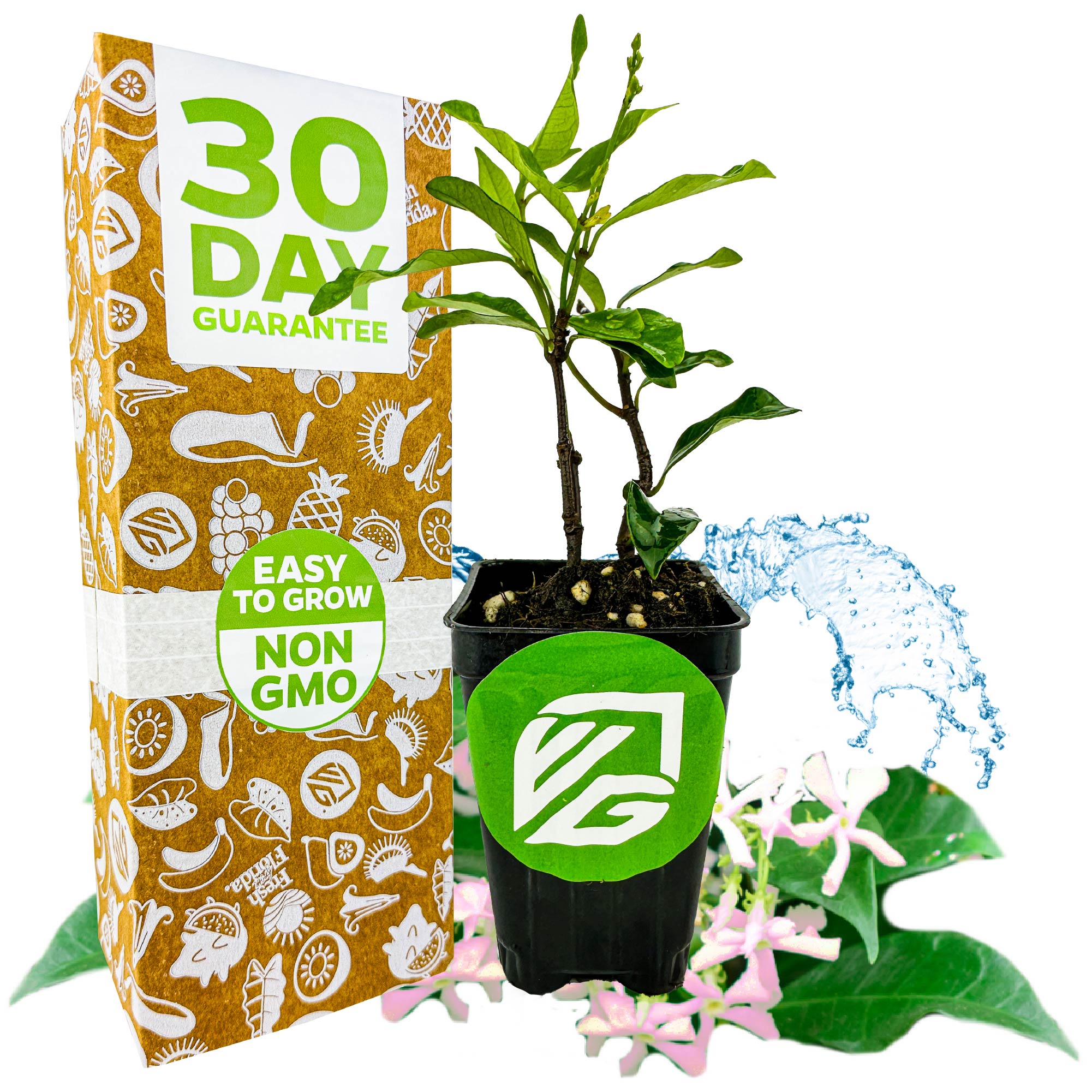 A small potted Wellspring Gardens Pink Showers Star Jasmine (Trachelospermum jasminoides) with green leaves sits by a decorative “30 Day Guarantee” and “Easy to Grow Non GMO” box, surrounded by aromatic pink blooms, petals, and water droplets.
